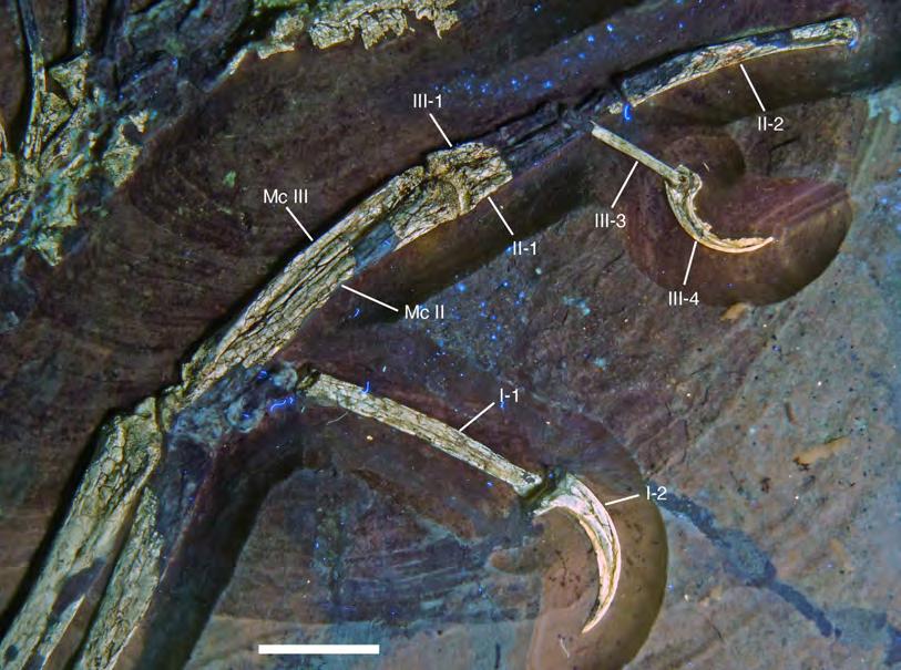 Figure 25 Left manus of the 12th specimen of Archaeopteryx as preserved. Photograph under UV light. Roman numerals denominate digits, Arabic numbers indicate phalange numbers. Mc, metacarpal.