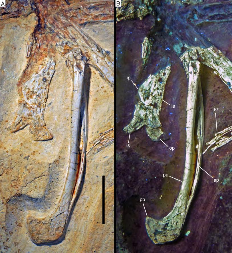 Figure 28 Pelvic elements of the 12th specimen of Archaeopteryx. (A) Photograph under normal light. (B) Under UV light.