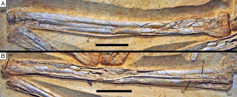 Figure 29 Tibiae, fibulae and proximal tarsals of the 12th specimen of Archaeopteryx. (A) Left tibia, fibula and astragalus in medial and anteromedial view.