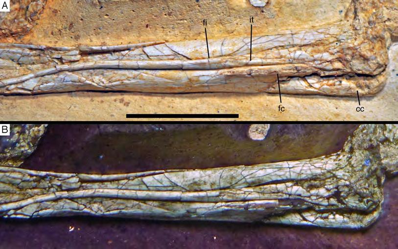 Figure 30 Proximal ends of right tibia and fibula of the 12th specimen of Archaeopteryx. (A) Photograph under normal light. (B) Photograph under UV light.