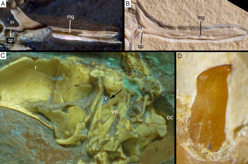 Figure 35 Diagnostic characters of the genus Archaeopteryx. (A) Jugal of the 11th specimen in medial view under UV light. (B) Jugal of the 7th (Munich) specimen in medial view.