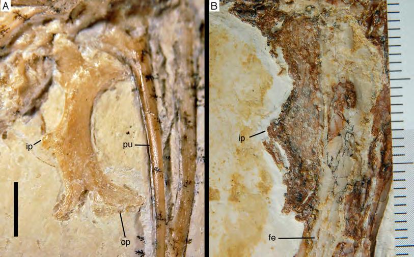 Figure 36 The intermediate process in the ischium of Archaeopteryx. (A) Ischium of the 10th (Thermopolis) specimen. (B) Ischium of the 6th (Solnhofen) specimen.