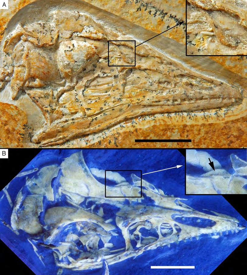 Figure 37 The prefrontal in Archaeopteryx. (A) Eichstätt specimen, inset shows the displaced prefrontal. (B) Thermopolis specimen; arrow in inset points to preserved prefrontal. Scale bars are 10 mm.