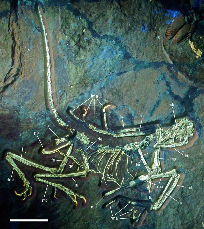 Figure 5 Overview of the skeleton of the new Archaeopteryx specimen under UV light. Areas of the skeleton that remain dark have been reconstructed during preparation.