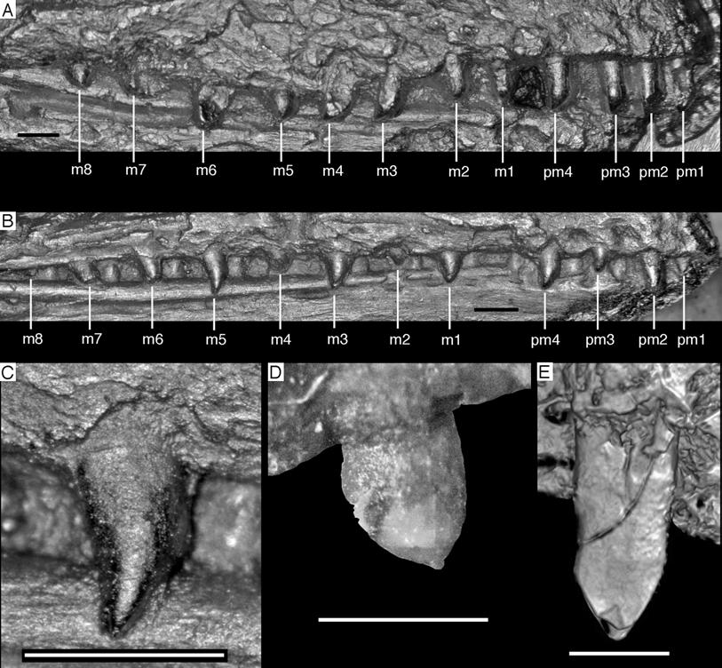Figure 39 Dentition of Archaeopteryx. (A) Premaxillary and maxillary dentition of the Berlin specimen (based on a high-resolution cast held at the BSPG).