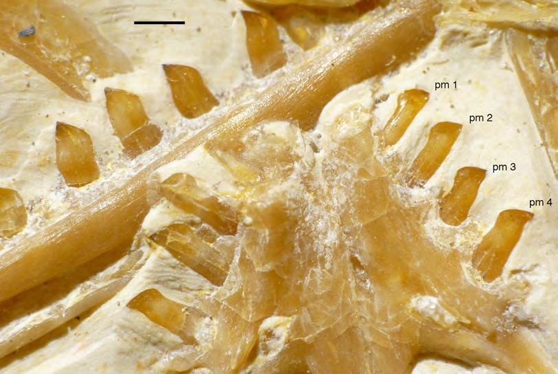 Figure 40 Premaxillary and mid-dentary teeth of the 11th specimen of Archaeopteryx. pm, premaxillary teeth.