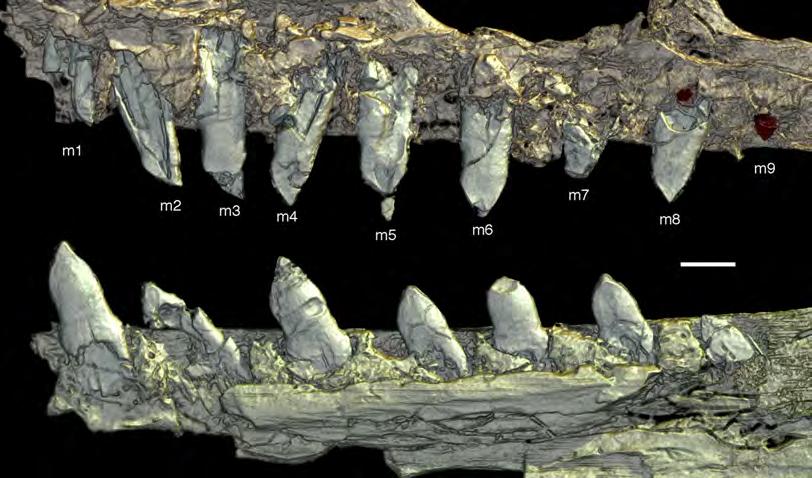 Figure 41 Dentition of the Daiting specimen of Archaeopteryx. Preserved maxillary (top) and dentary tooth row (bottom) in lingual view, not in their original relative positions.