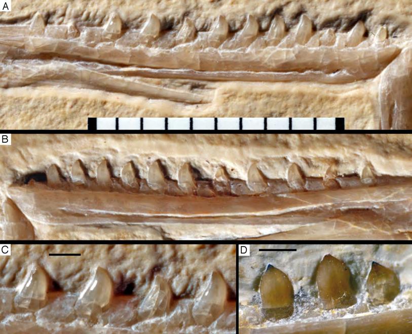 Figure 42 Dentary dentition of Archaeopteryx. A, B, Left (A) and right (B) dentary of the Munich specimen in lingual view. (C) Posterior mid-dentary teeth of the Munich specimen in lingual view.