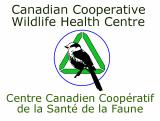 Canadian Cooperative Wildlife Health Centre Centre Canadien Coopératif de la Santé de la Faune Newsletter 1-1, Winter 1992 In this issue: Canadian Cooperative Wildlife Health Centre is underway!