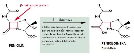 antibiotika. U grupi A karbapenemaza, najznačajnije su klinički Klebsiella pneumoniae karbapenemaze.