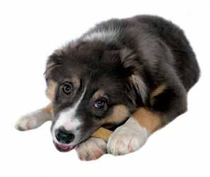 Changing diets Avoiding digestive upset Digestive upset is common in puppies.