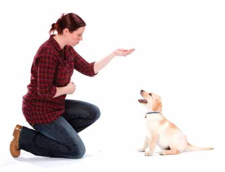 Socialisation Preparing for life Puppy parties and training classes Puppy parties and training classes are a great way to start socialising and training a puppy.