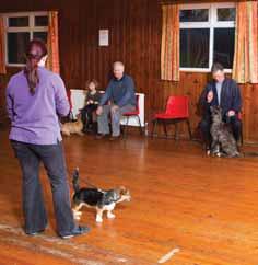 Puppy classes should be well structured and organised and should not just be a free play session for puppies as this can frighten young or less confident puppies.