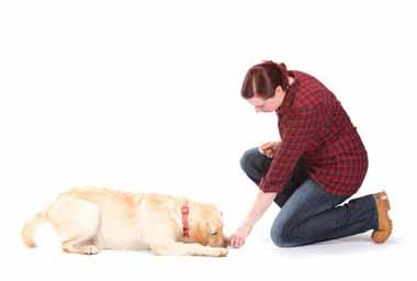 Training Reward good behaviour - ignore unwanted behaviour Training to lie down A good method to teach the down position is to hold a treat just in front of the puppy s nose when he is sitting and