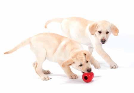 Training Reward good behaviour - ignore unwanted behaviour Resting quietly It is a good idea to give puppies praise and treats occasionally for lying quietly so that they learn that this is good