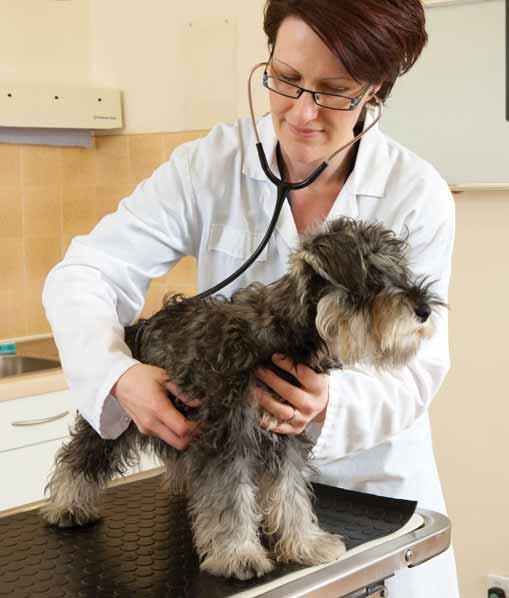 Health care Role of the veterinarian Throughout his life a dog will need regular veterinary care and attention.
