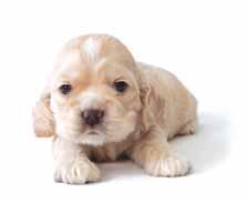 Stages of development From newborn to adult The Transitional Period (2 to 3 weeks of age) This stage lasts for one week and is a time of significant change for a puppy.