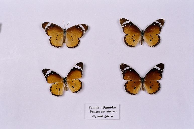 12 Butterfly