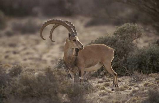 gazelle) Nubian