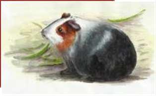 cavies Cavy cultureis understood as the raising, production and utilization of the domestic cavy(cavia porcellus).