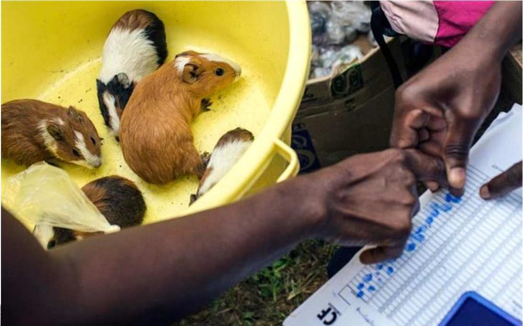 Cavies for food security in rehabilitation kits