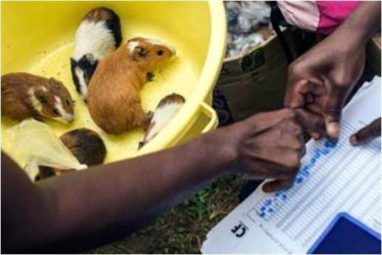 Message 2 There are more than 2 million cavies in DRC Improving cavy production will