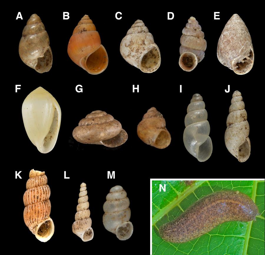 Figure 2. Terrestrial malacofauna of Dåno'. Not to scale; measurements indicate shell heights. A, Pacificella variabilis Odhner, 2.8 mm; B, Omphalotropis elongatula Quadras and Möllendorff, 3.