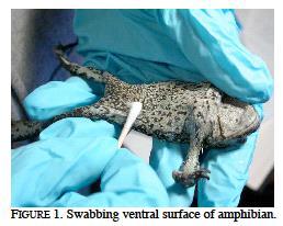 Appendix 1F: Amphibian Disease Testing HOW TO SWAB AMPHIBIANS FOR CHYTRID FUNGUS 1 Animals should be collected with clean decontaminated equipment and individually handled with fresh disposable