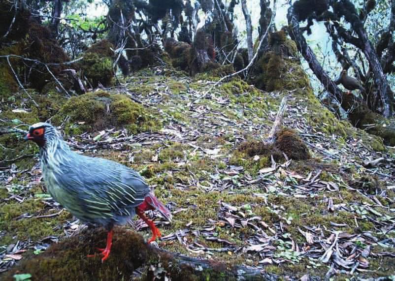 The beautiful Blood Pheasant also the 'State Bird of Sikkim'