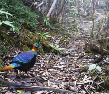 The Himalayan Monal also known as the 'bird of nine colours'