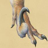 Deinonychus was probably one of the smartest dinosaurs. Its brain was large compared to its body size.