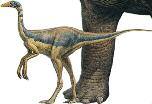 It was a good hunter, and might have hunted at night. DYING OF THIRST Struthiomimus means ostrich mimic. It was so named because it is similar to ostriches today.