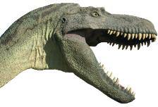Albertosaurus rested its heavy head on the ground. LEADER OF THE PACK The name Albertosaurus means Alberta lizard. It was named for the Canadian province where its fossils were first found.