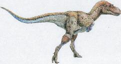 GROWING UP Albertosaurus became an adult at between 12 and 16 years old. The crests above its eyes could have been brightly colored to help attract a mate. Gorgosaurus was a relative of Albertosaurus.