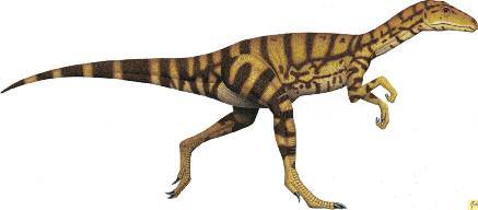 Coelophysis see-luh-fy-sus Triassic North America, 225 million years ago Coelophysis had a long, narrow head, like a stork s. Its jaws were lined with curved, sawedged teeth.