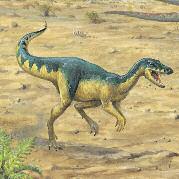 If the prey was larger, it would hold it down with its claws and tear it apart with its teeth. Coelophysis was 10 ft (3 m) long. A RARE SPECIMEN The name Coelophysis means hollow form.