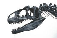 lt preyed on plant-eating dinosaurs such as Apatosaurus, Camarasaurus, Diplodocus, and Stegosaurus. To bring down its victim, Allosaurus plunged its teeth into its body.
