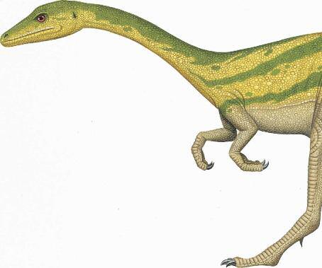 Compsognathus s slim body was the perfect shape for running at high speeds, chasing prey through thick vegetation.