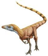 Sinosauropteryx (right) a relative of Compsognathus Compsognathus was 3 ft (1 m) long and 1 ft (61 cm) tall. COMPSOGNATHUS was a tiny but vicious bird-like theropod.