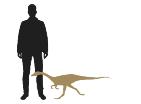 It walked on two hind legs and had short arms with sharp, curved claws. CLOSE RELATIVES Compsognathus and Archaeopteryx both lived in the same place at the same time.