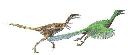 It also had a long bony tail and a killing claw on its feet for catching prey. Archaeopteryx was 20 in (51 cm) long and 6 in (15 cm) tall. LIFE ON THE GROUND The name Archaeopteryx means ancient wing.