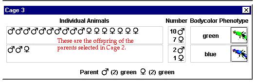 8) Begin your experiments. Select a male and a female fly to be the parents: click on one parent then click on the other parent.