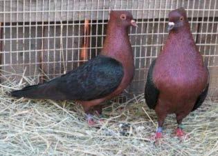 The Pigeon Genetics Newsletter News, Views, and Comments. Editor: R J Rodgers Nova Scotia Canada.
