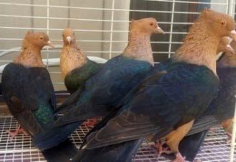 Since it is primarily a color pigeon, color of almost all portions is important, even the toe nails.