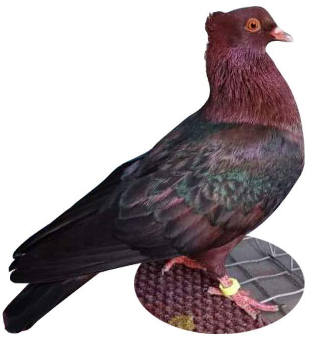 Brown series Gimpel pigeons Brown Gimpels did excist in the 60s 70s and 80s in the
