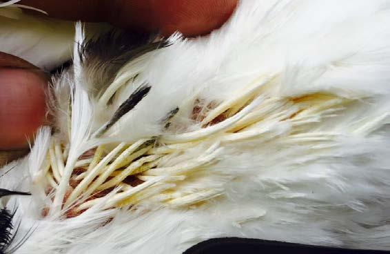 The trait seems to improve colour and quality of the feather, in fact it is