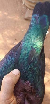 pigeons as well) and last one is a Luster pigeon with iridescent plumage.