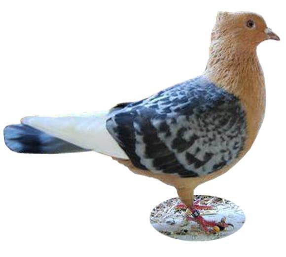 Page 5 Gold bluewing-white flights Gold bluewing check-white flights Gimpel Bronze Gimpel pigeons have been test bred by a number of people and found that there are two distinct non allelic autosomal