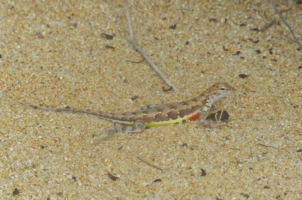 The Zebra-tailed Lizard, Callisaurus draconoides, has a broad distribution in arid habitats of western North America, occurring from northwestern Nevada and southeastern California to southwestern