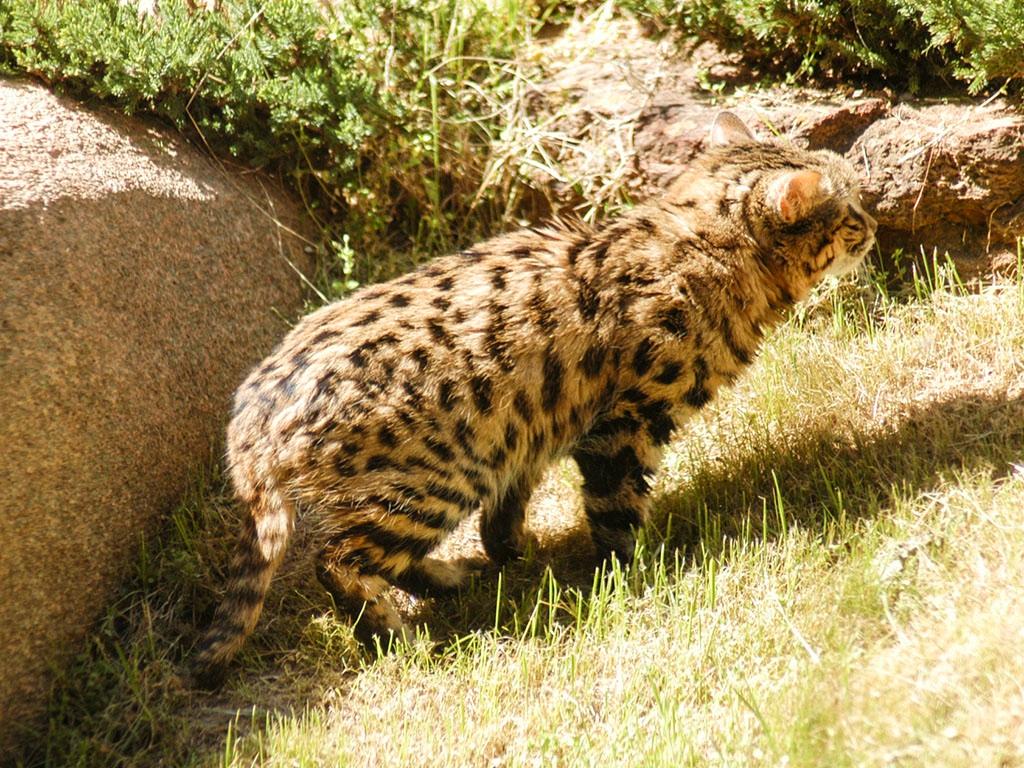 11 Status & Felid Tag Status: Is listed as Vulnerable by IUCN since 2002. The black-footed cat is one of the lesser studied wild cats of Africa.